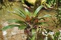 monteverde-bromelia