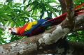 166-corcovado-macaw-2