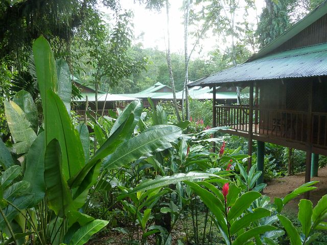 11-puerto-viejo-de-sarapiqui-1.jpg - We logeren in Chilamate, ies buiten Puerto Viejo, in de Selva Verde Lodge, vroeger een finca (plantage), omringd door tropisch nat regenwoud.