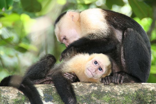 127-manuel-antonio-15.jpg - ... deze capuchinos (capucijnapen) niet meegerekend.
