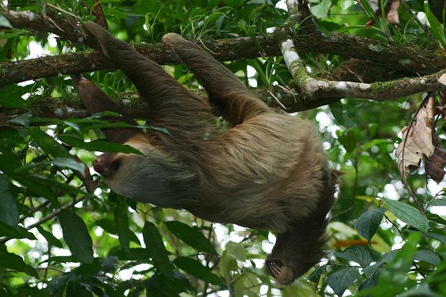 131-manuel-antonio-luiaard.jpg - ... en luiaards* (sloth) in de bomen.