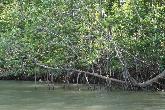 136-corcovado-13.jpg - ...door het grootste mangrovegebied van Costa Rica.