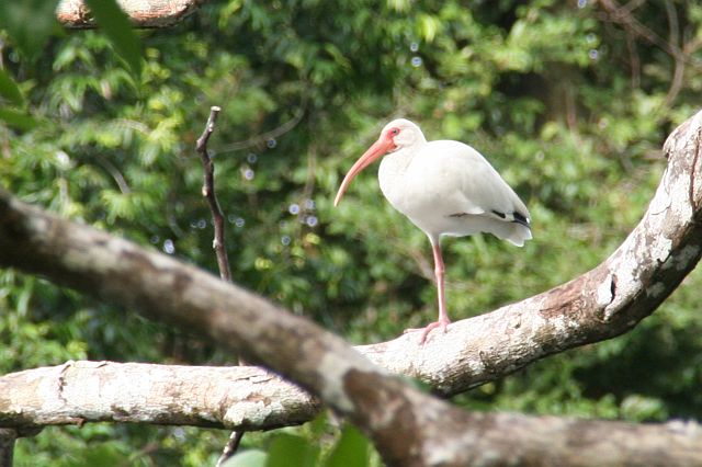 158-corcovado-74.jpg - Witte ibis.