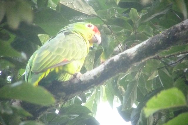 16-puerto-viejo-de-sarapiqui-29.jpg - In alle vroegte gaan we vogels spotten. Hoog boven in de bomen zien we papegaaien, ...