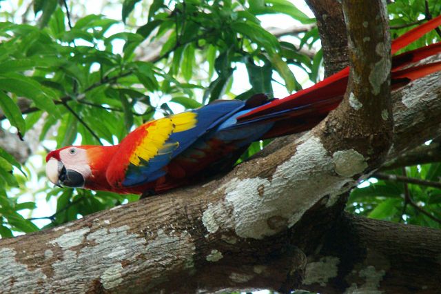 166-corcovado-macaw-2.jpg - Macaw*.