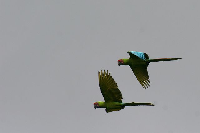 167-corcovado-macaw.jpg