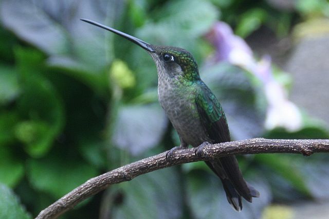 208-san-gerardo-71.jpg - Maar voor mij zijn deze schattige kolibries ook de moeite waard.