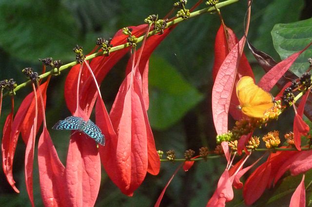 27-puerto-viejo-de-sarapiqui-59.jpg - ... vlinders ...