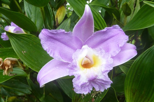 49-LaFortuna-30.jpg - Guaria Morada (orchidee), de nationale bloem van Costa Rica.