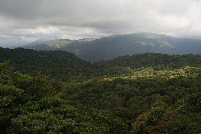 58-monteverde-77.jpg - Nevelwoud bevindt zich in tropische gebieden in de bergen, zoals hier in Monteverde en Santa Elena.