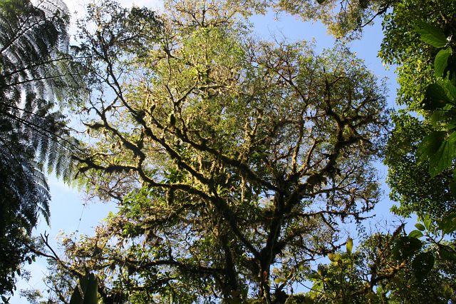 64-monteverde-61.jpg - Bijna alle bomen zijn volledig bedekt met epifyten: planten die bovenop andere planten groeien maar zich zelfstandig voeden zoals varens, mos en orchideeën.