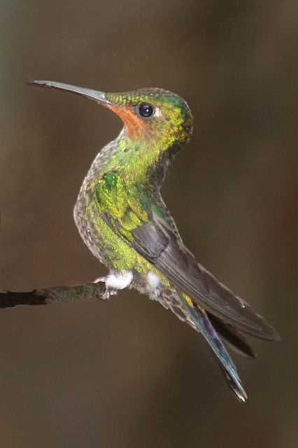 85-monteverde-3.jpg - Hummingbird (kolibrie).