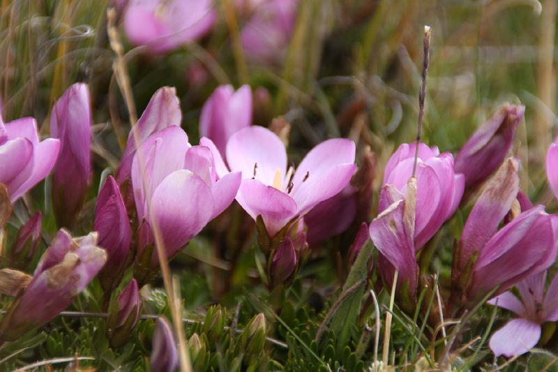 Cotopaxi_flowers_1.jpg