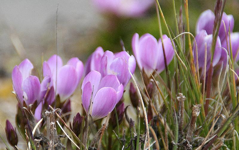 Cotopaxi_flowers_2.jpg