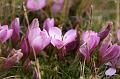 Cotopaxi_flowers_1