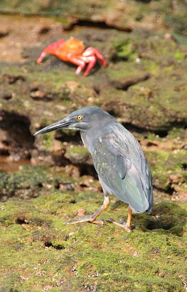 Bartolome_Galapagos_heron.jpg