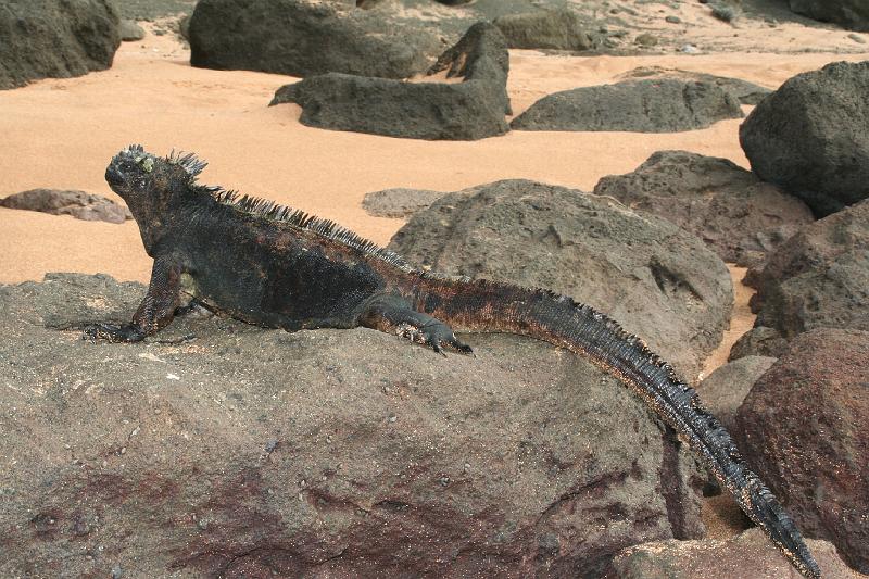 Bartolome_marine_iguana.jpg