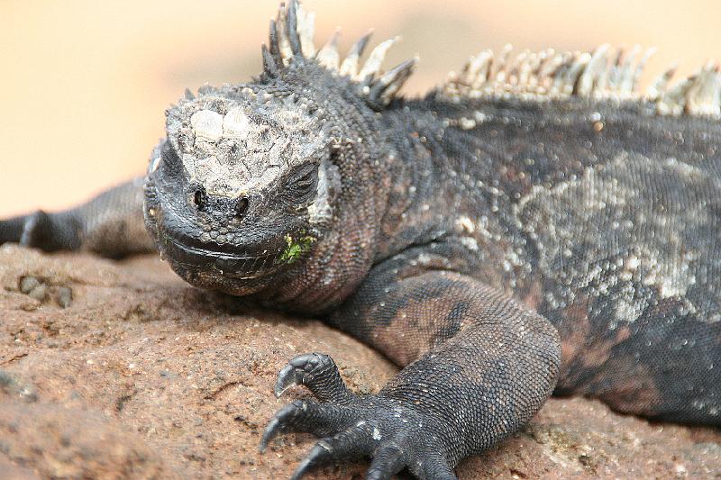 Bartolome_marine_iguana_2.jpg