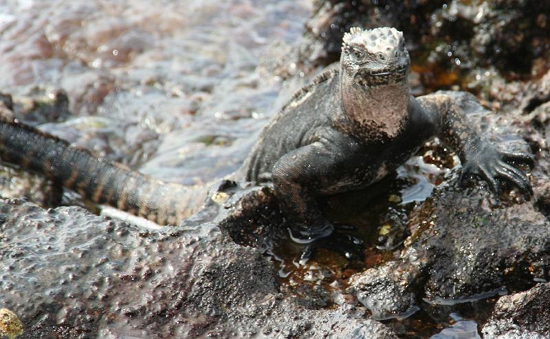 Bartolome_marine_iguana_4.jpg