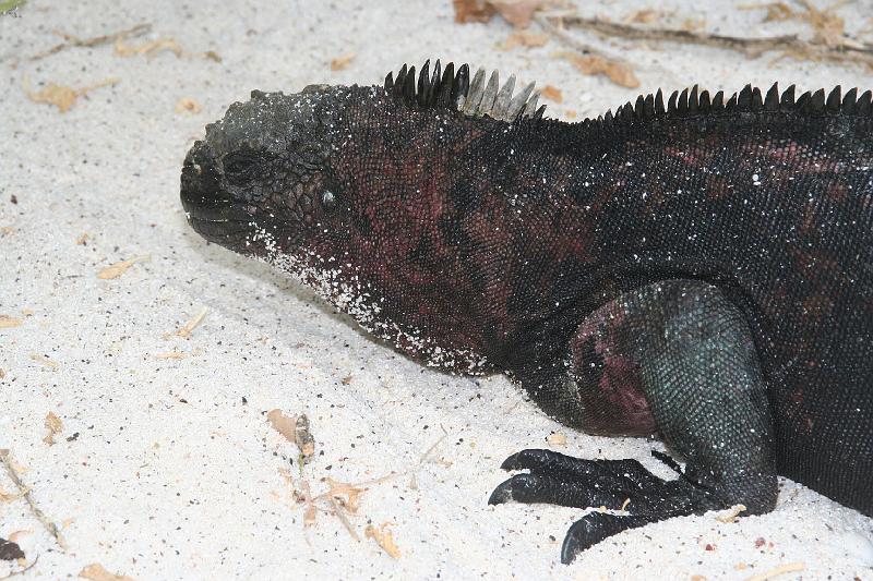 Espanola_Marine_Iguana.jpg