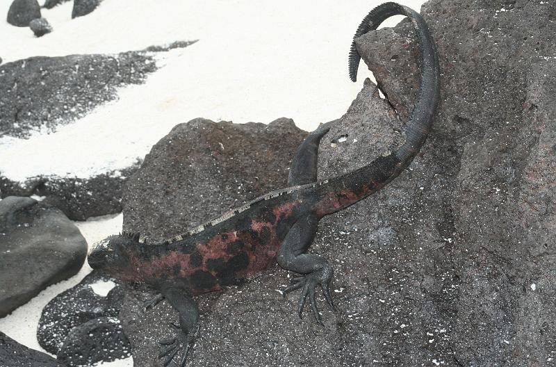 Espanola_Marine_Iguana_1.jpg