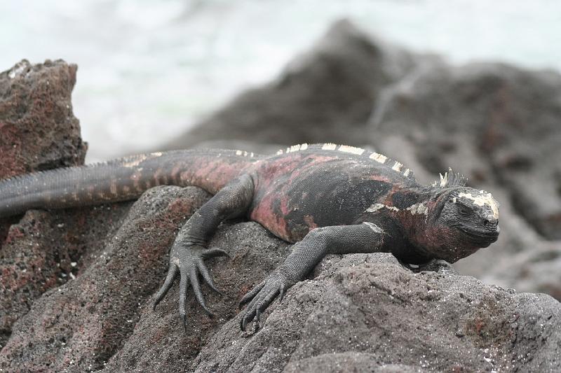 Espanola_Marine_Iguana_2.jpg