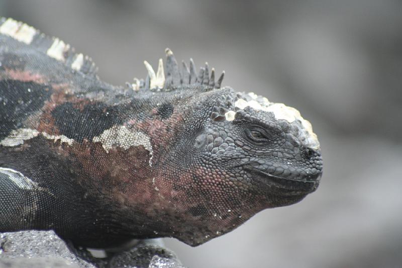 Espanola_Marine_Iguana_3.jpg