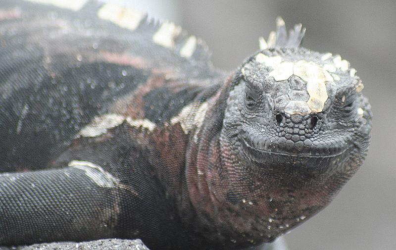 Espanola_Marine_Iguana_5.jpg