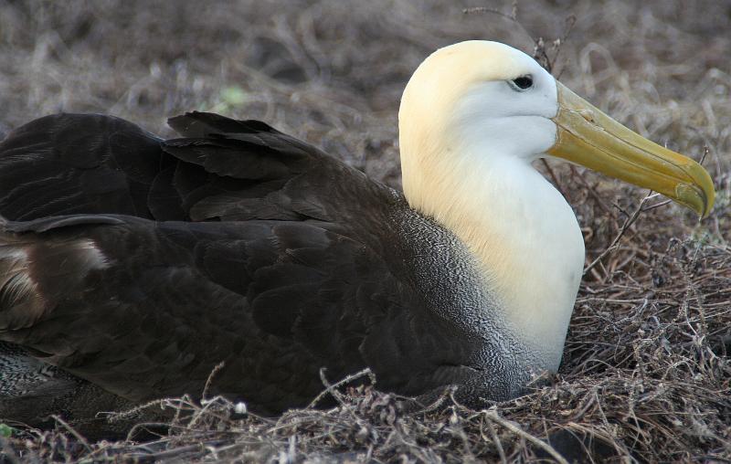 Espanola_Punta_Suarez_Albatros.jpg