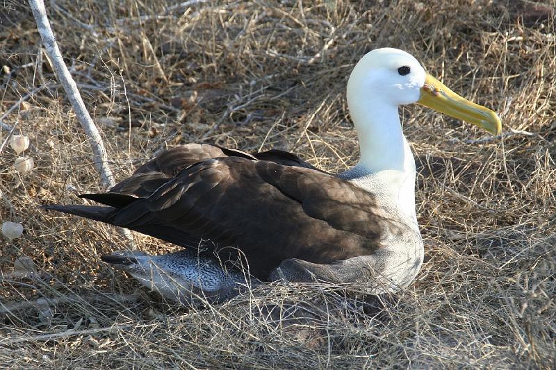 Espanola_Punta_Suarez_Albatros_7.jpg