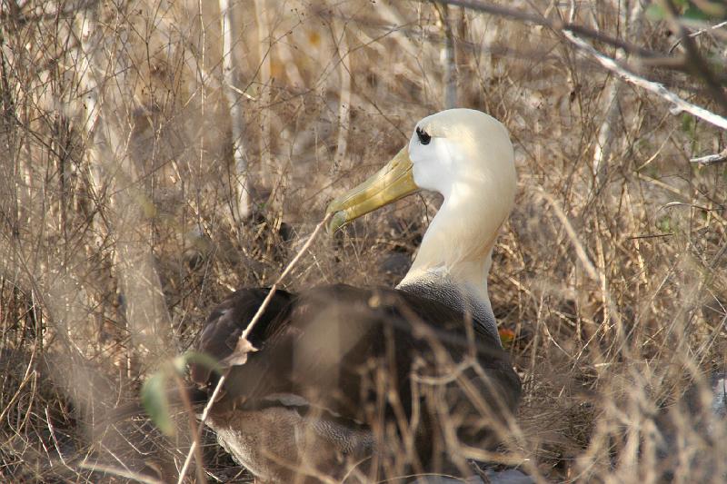 Espanola_Punta_Suarez_Albatros_9.jpg