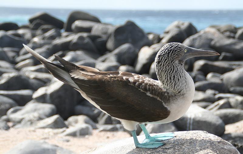 Espanola_Punta_Suarez_Blue_Footed_Booby.jpg