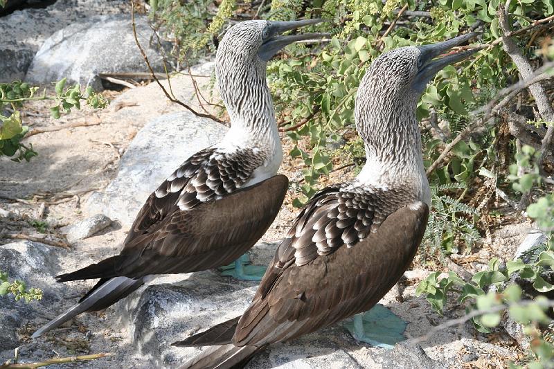 Espanola_Punta_Suarez_Blue_Footed_Booby_1.jpg