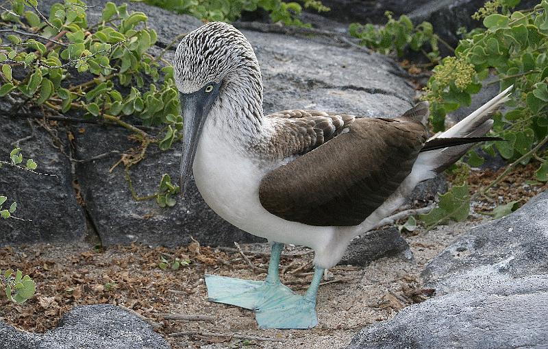 Espanola_Punta_Suarez_Blue_Footed_Booby_2.jpg