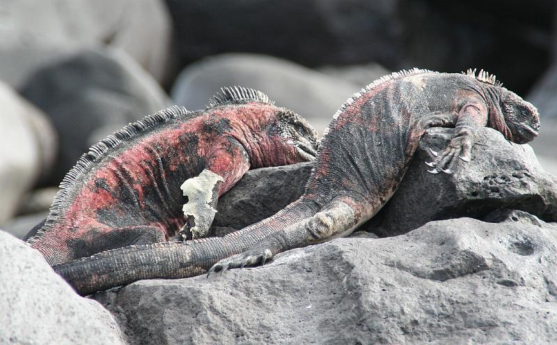 Espanola_Punta_Suarez_Marine_Iguana_1.jpg