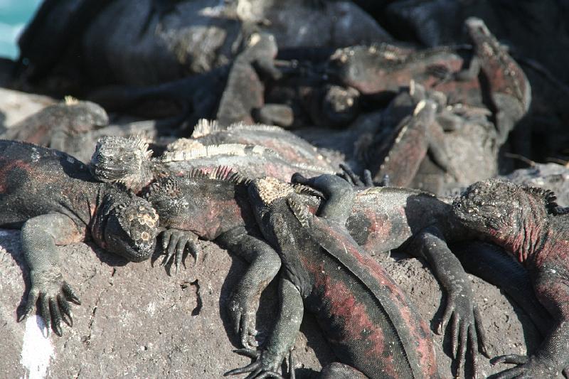 Espanola_Punta_Suarez_Marine_Iguana_2.jpg