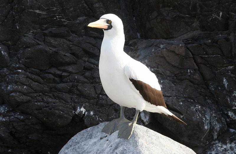 Espanola_Punta_Suarez_Nazca_Booby.jpg