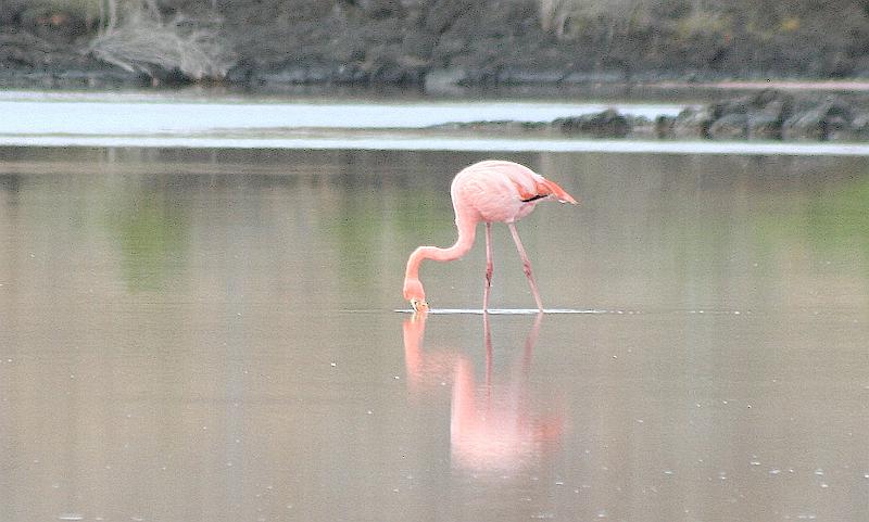 Floreana_Flamingo_3.jpg