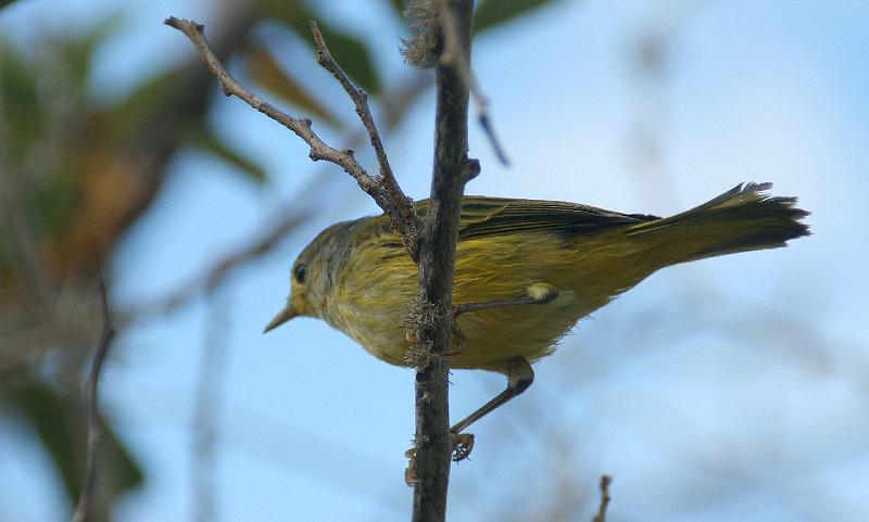 Floreana_Yellow_Warbler.jpg