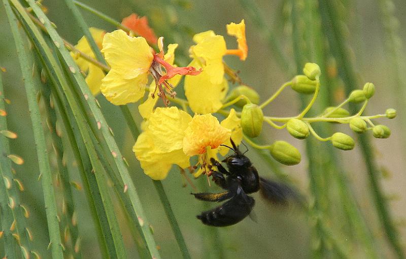 Floreana_flower_3.jpg