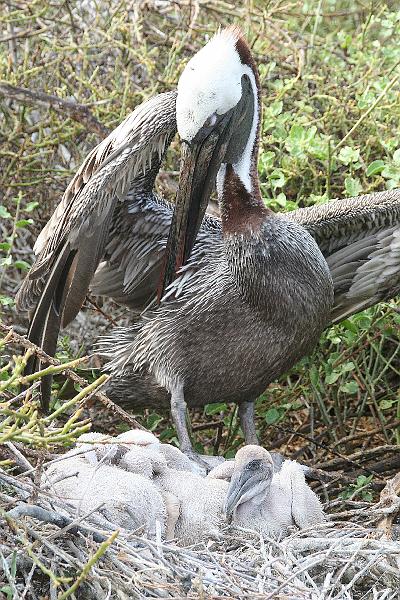 Rabida_pelican_3.jpg