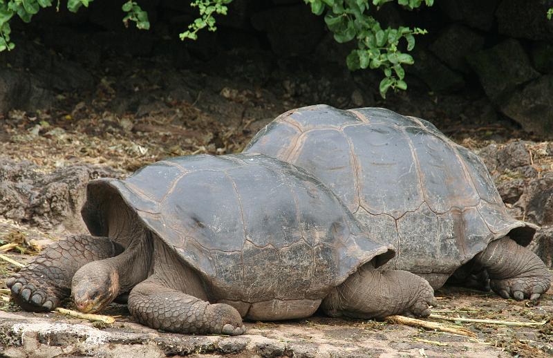 Santa_Cruz_Darwin_Research_Station_Giant_Tortoises.jpg