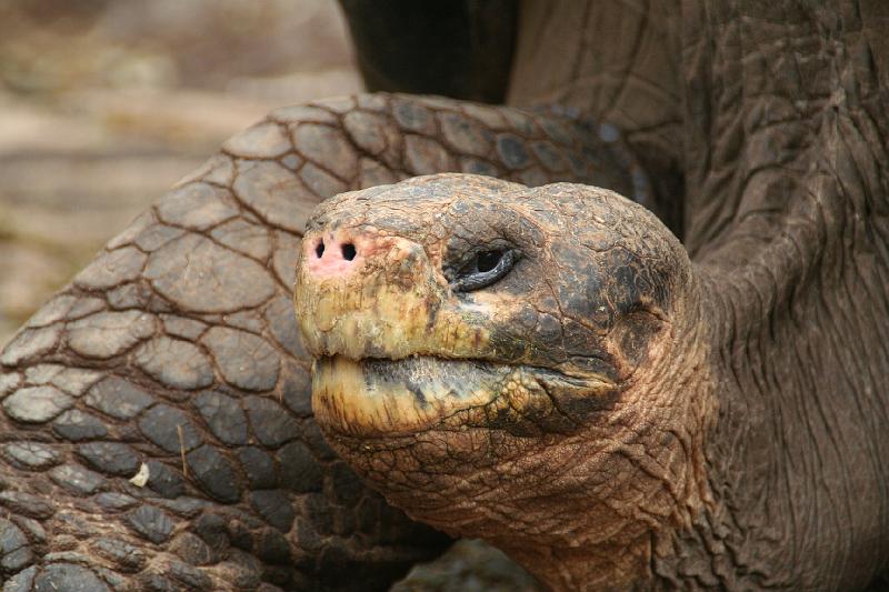 Santa_Cruz_Darwin_Research_Station_Giant_Tortoises_1.jpg