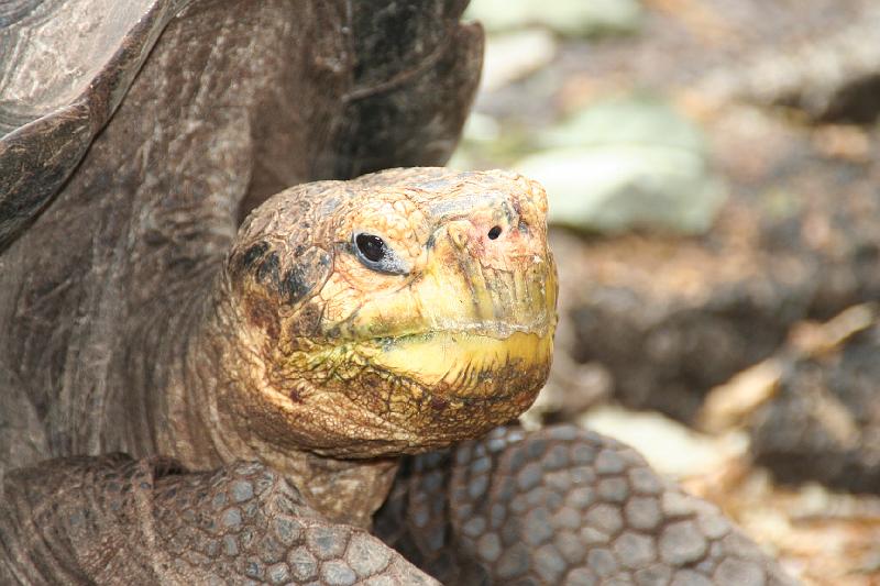 Santa_Cruz_Darwin_Research_Station_Giant_Tortoises_5.jpg