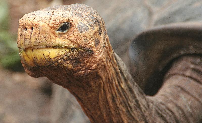 Santa_Cruz_Darwin_Research_Station_Lonesome_George_1.jpg