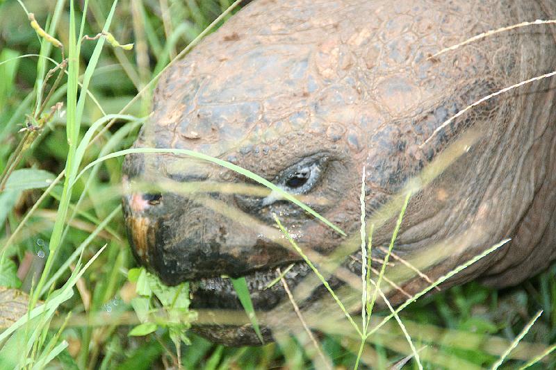 Santa_Cruz_Highlands_Giant_Tortoises_2.jpg