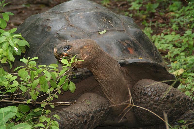 Santa_Cruz_Highlands_Giant_Tortoises_4.jpg