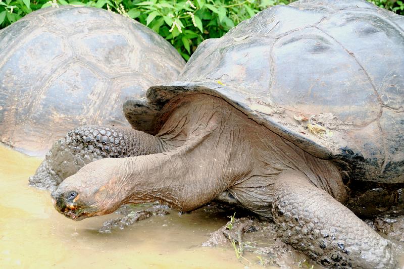 Santa_Cruz_Highlands_Giant_Tortoises_5.jpg