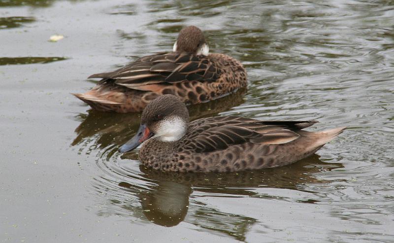 Santa_Cruz_Highlands_duck.jpg