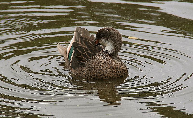 Santa_Cruz_Highlands_duck_1.jpg